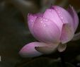 Jardin Botanique Luxe Lotus Jardin Botanique De Montreal Chinese Garden Please