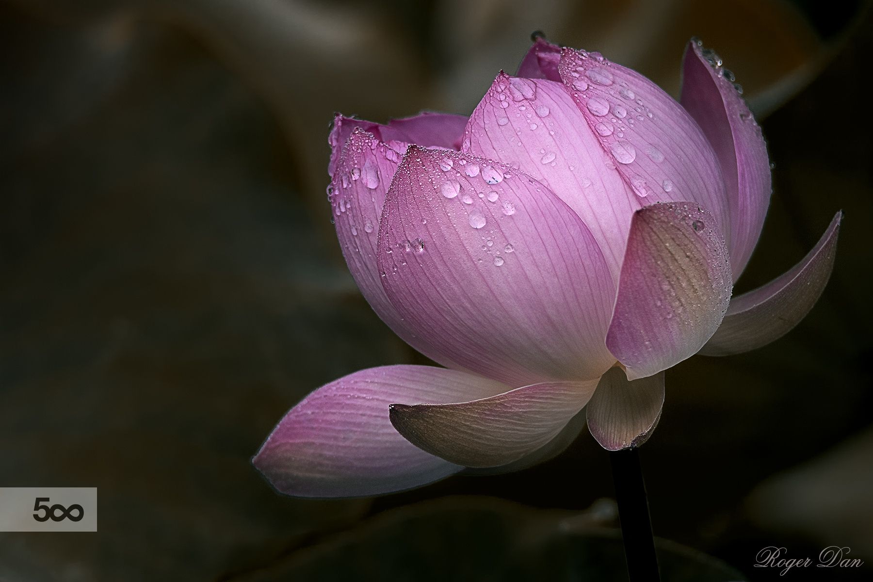 Jardin Botanique Luxe Lotus Jardin Botanique De Montreal Chinese Garden Please