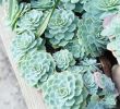 Jardin Botanique Luxe Succulent Plant Wikiwand