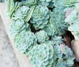 Jardin Botanique Luxe Succulent Plant Wikiwand