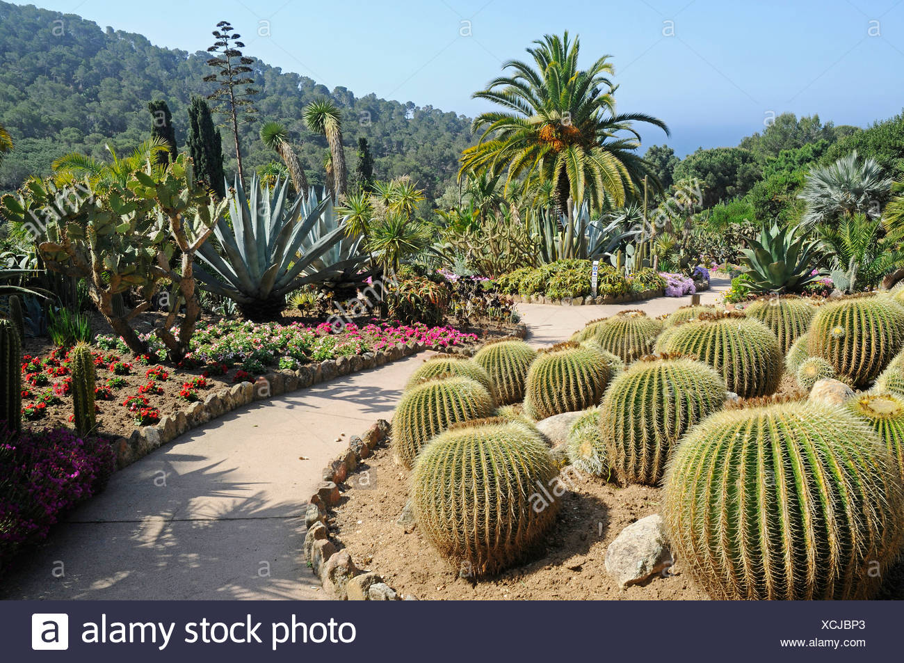 botanical garden jardi botanic mar i murtra marimurtra blanes costa blanca catalonia spain europe XCJBP3