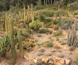 Jardin Botanique Marimurtra Best Of File Blanes Jardi Botanic Marimurtra Cactus Garden