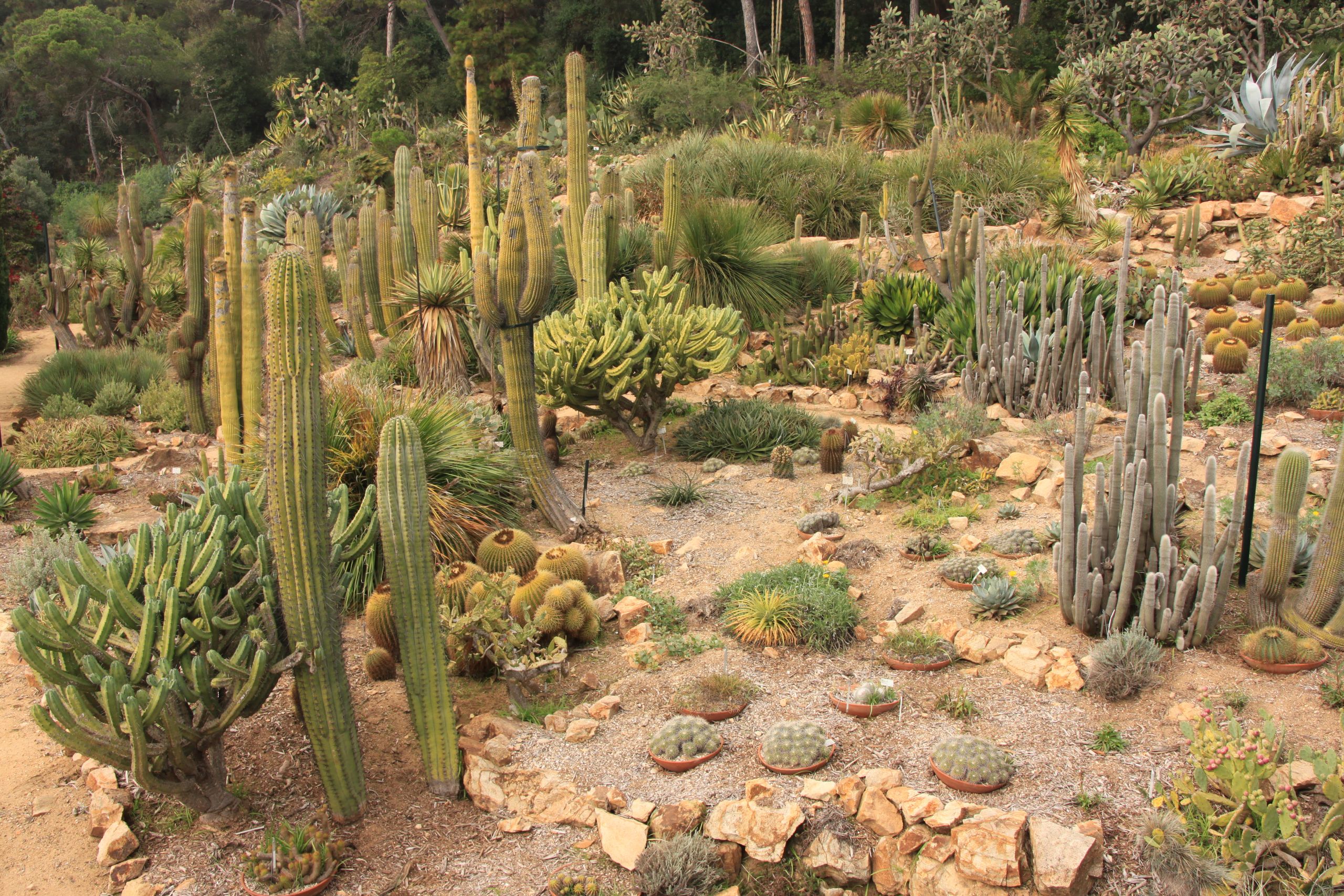 Blanes Jardi Botanic Marimurtra cactus garden %