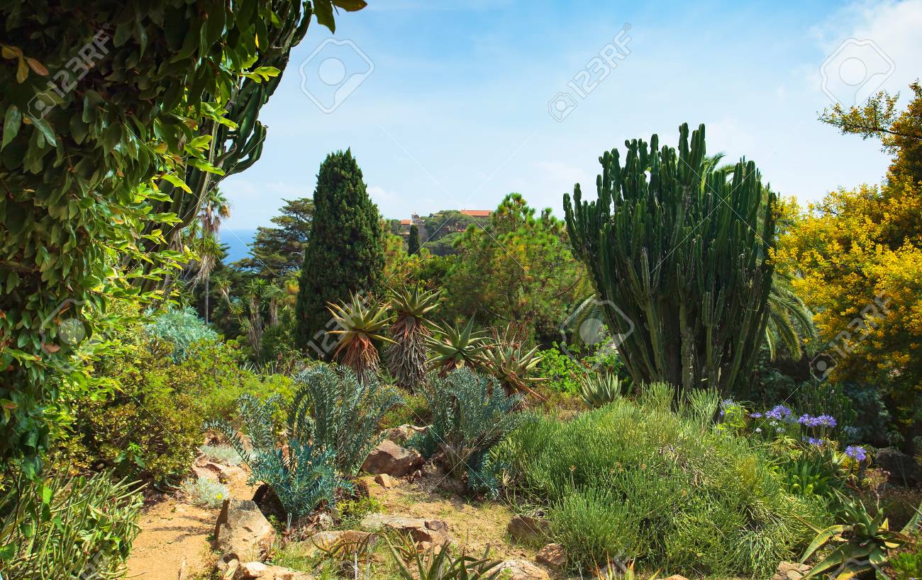 summer in botanical garden jardi botanic marimurtra on mediterranean coast of spain costa brava blan