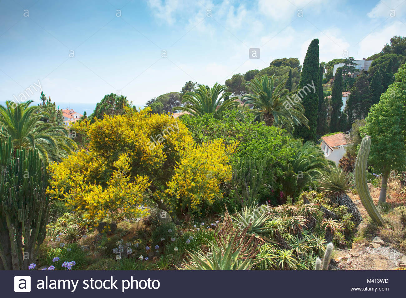summer in botanical garden jardi botanic marimurtra on mediterranean M413WD