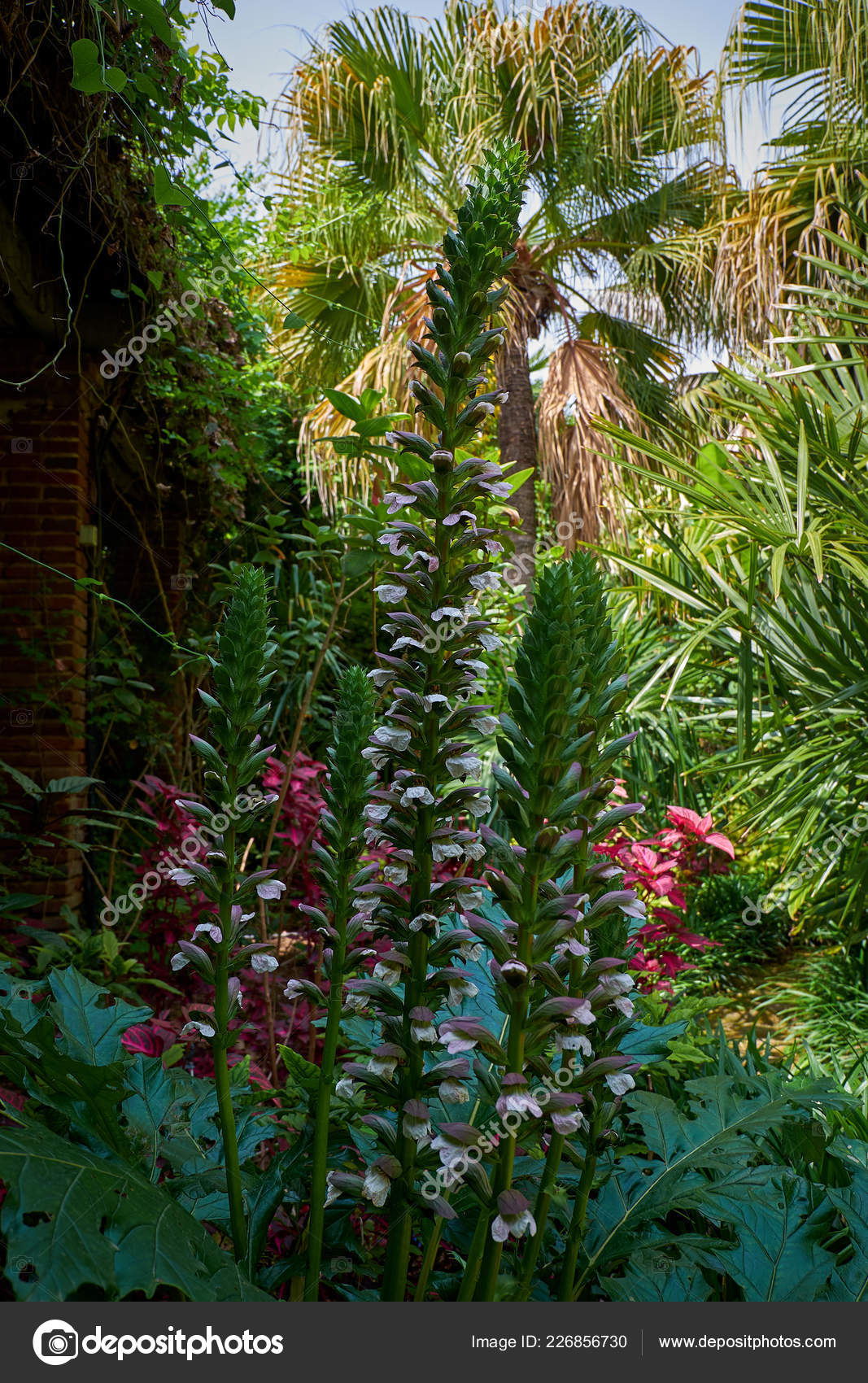 depositphotos stock photo marimurtra botanical garden blanes catalonia