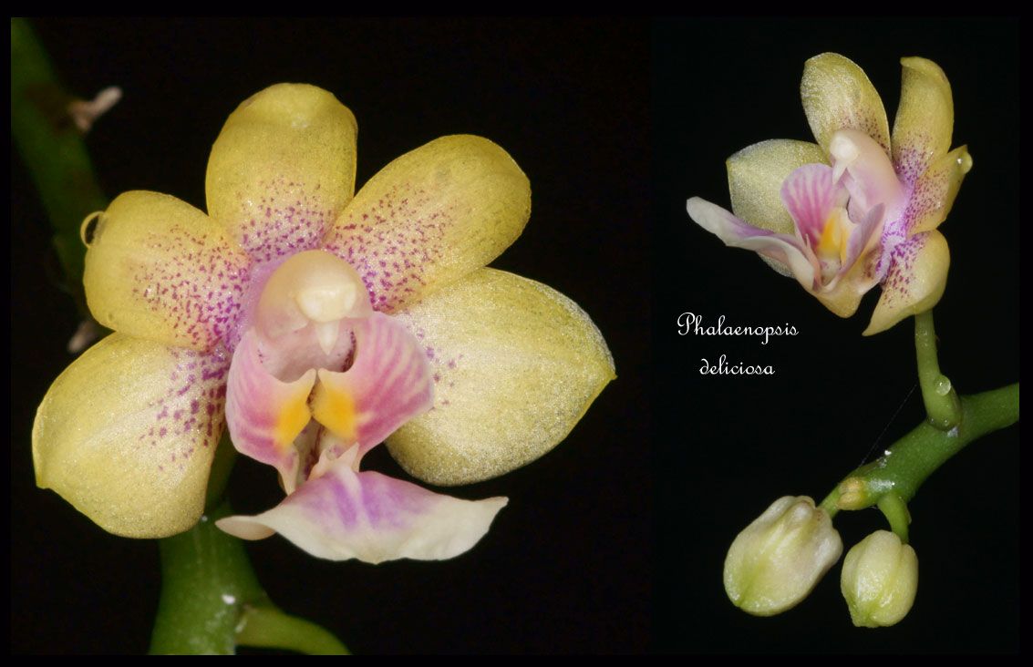 Jardin Botanique Montreal Beau Phalaenopsis Deliciosa