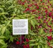 Jardin Botanique Montreal Beau Second Place Winner norseco at Montreal Botanical Garden