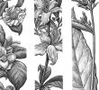 Jardin Botanique Montreal Best Of Check Out This Behance Project "bronx Botanical Garden
