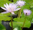 Jardin Botanique Montreal Best Of Jardin Botanique De Montréal Stock Download Image