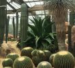 Jardin Botanique Montreal Charmant Cactus