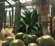Jardin Botanique Montreal Charmant Cactus