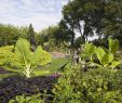 Jardin Botanique Montreal Charmant Montreal Botanical Gardens Visitors Guide