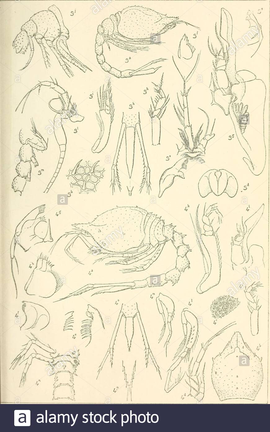 rsultats scientifiques de la campagne du caudan dans le golfe de gascogne aot septembre 1895 j bonnieb del kdrio ri 30 palmes phototvp bo c iap hnr i cii 2AWH7K1