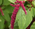 Jardin Botanique Montreal Élégant File Amaranthus Caudatus Jardin Botanique De Montréal