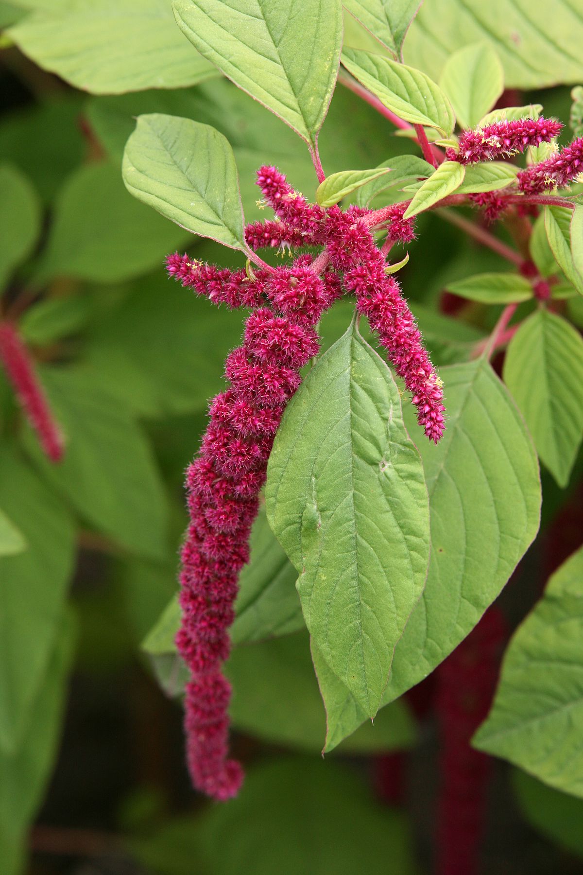 Jardin Botanique Montreal Élégant File Amaranthus Caudatus Jardin Botanique De Montréal