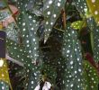 Jardin Botanique Montreal Frais Begonia Maculata Plants