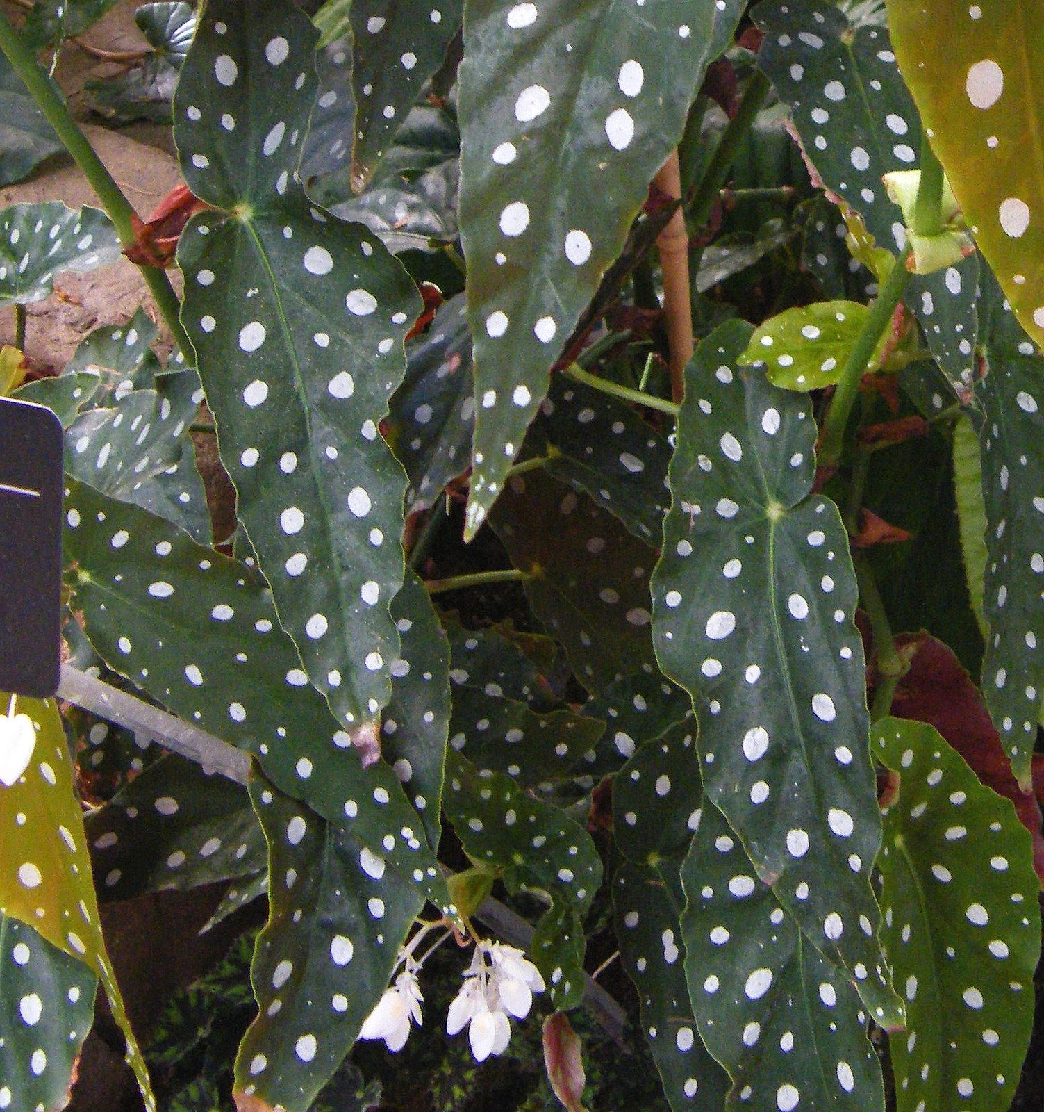 Jardin Botanique Montreal Frais Begonia Maculata Plants