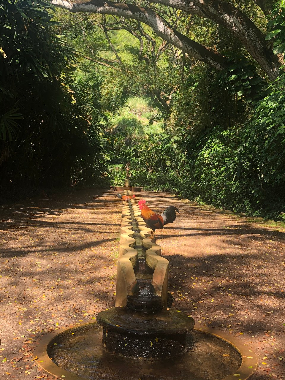 Jardin Botanique Montreal Frais National Tropical Botanical Garden Poipu 2020 Ce Qu Il