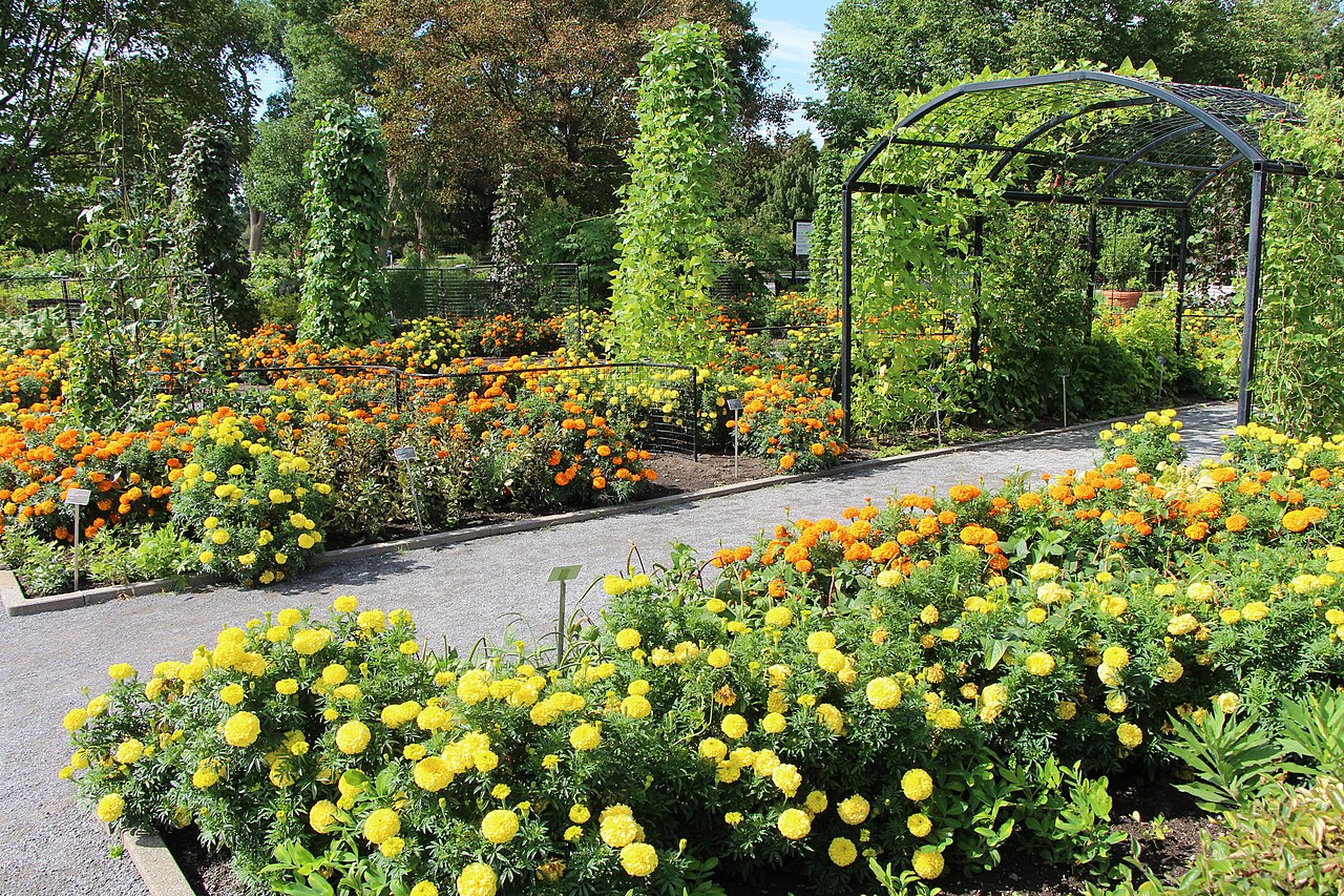 Jardin Botanique Montreal Nouveau File Useful Plants Garden Montreal Botanical Garden 39