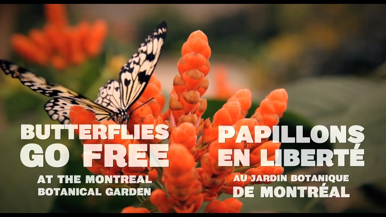 Jardin Botanique Montreal Unique butterflies at the Montreal Botanical Garden Papillons Au Jardin Botanique De Montréal