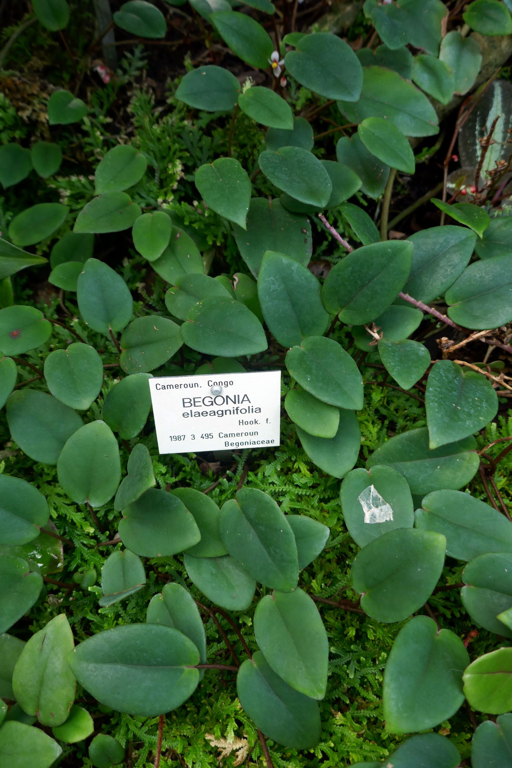 Jardin Botanique Nancy Best Of File Begonia Elaeagnifolia Jardin Botanique Jean Marie Pelt