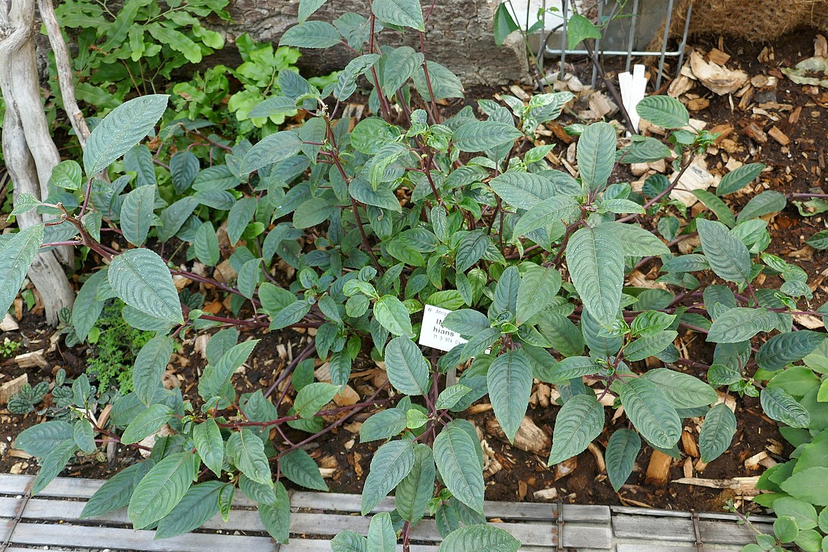 1200px Impatiens hians Jardin botanique Jean Marie Pelt 2