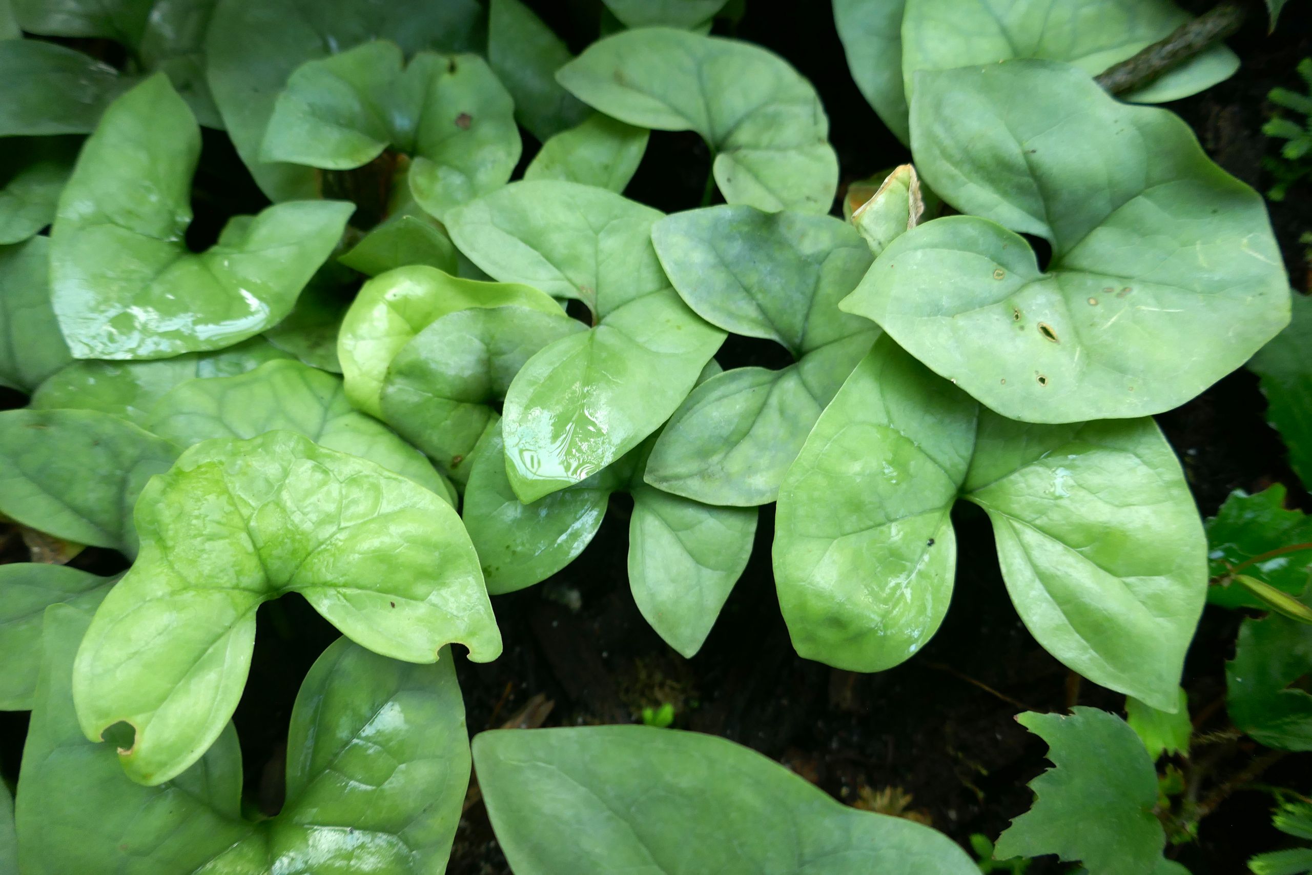 Nephthytis swainei Jardin botanique Jean Marie Pelt 3