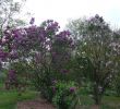 Jardin Botanique Nancy Best Of Lilac Time In Jardin Botanique Of Nancy