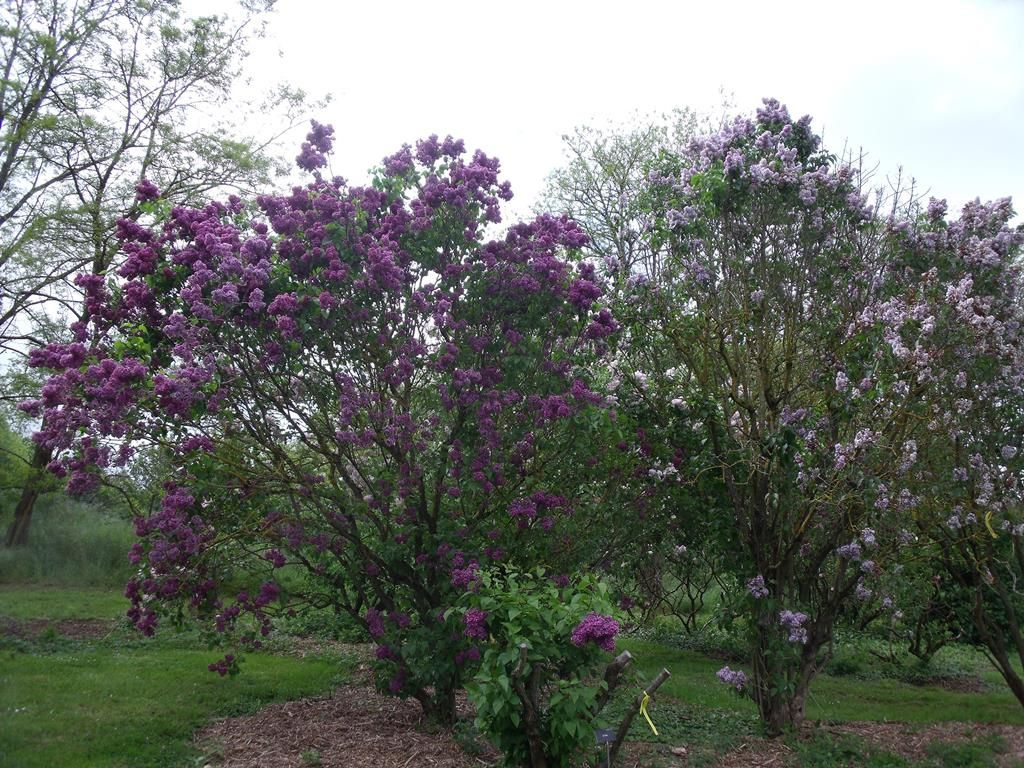 ob 5a88f7 lilac jardin botanique nancy JPG