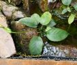 Jardin Botanique Nancy Charmant File Anubias Barteri Jardin Botanique Jean Marie Pelt 1