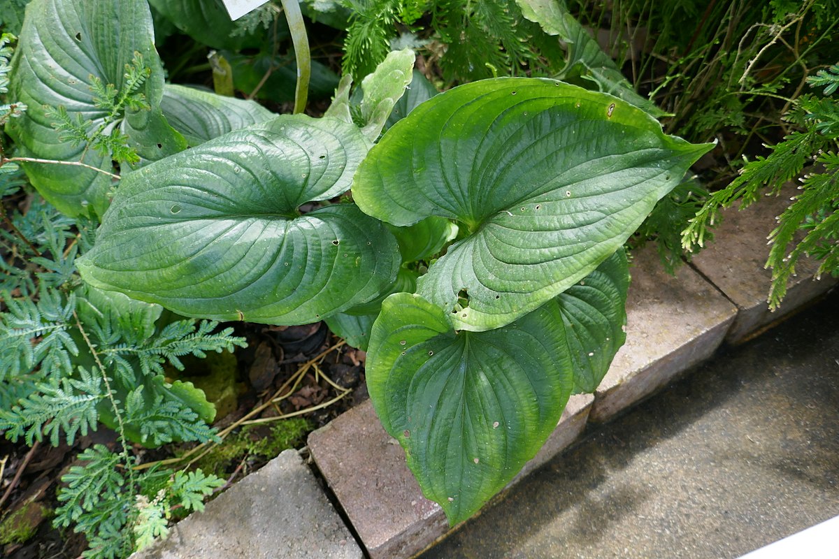 Jardin Botanique Nancy Élégant File Cyanastrum Cordifolium Jardin Botanique Jean Marie Pelt