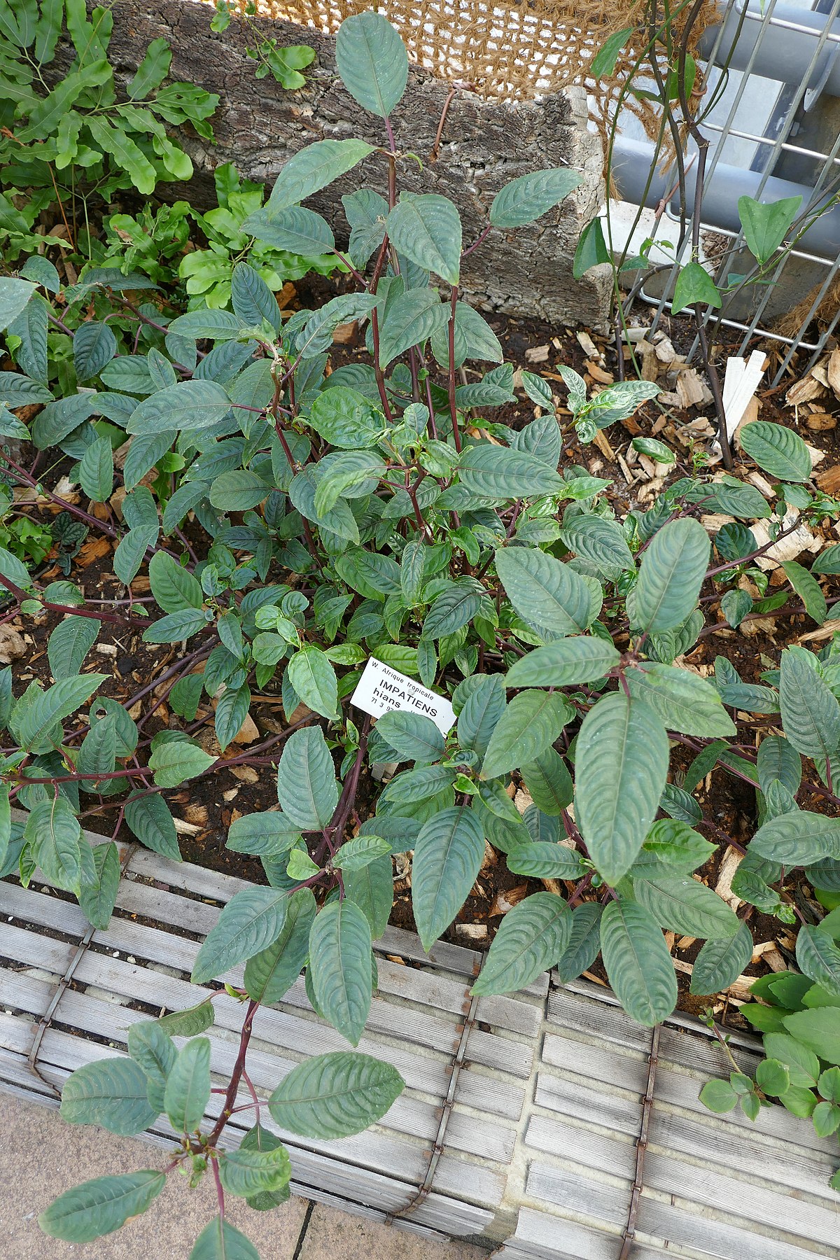 1200px Impatiens hians Jardin botanique Jean Marie Pelt 1