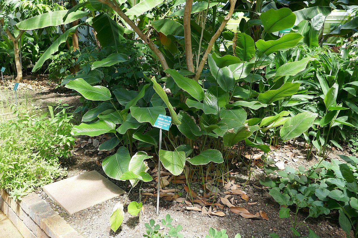 Jardin Botanique Nancy Élégant File Thaumatococcus Daniellii Jardin Botanique Jean Marie