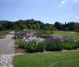 Jardin Botanique Nancy Élégant Iris In Jardin Botanique Du Montet Inandaroundlorraine