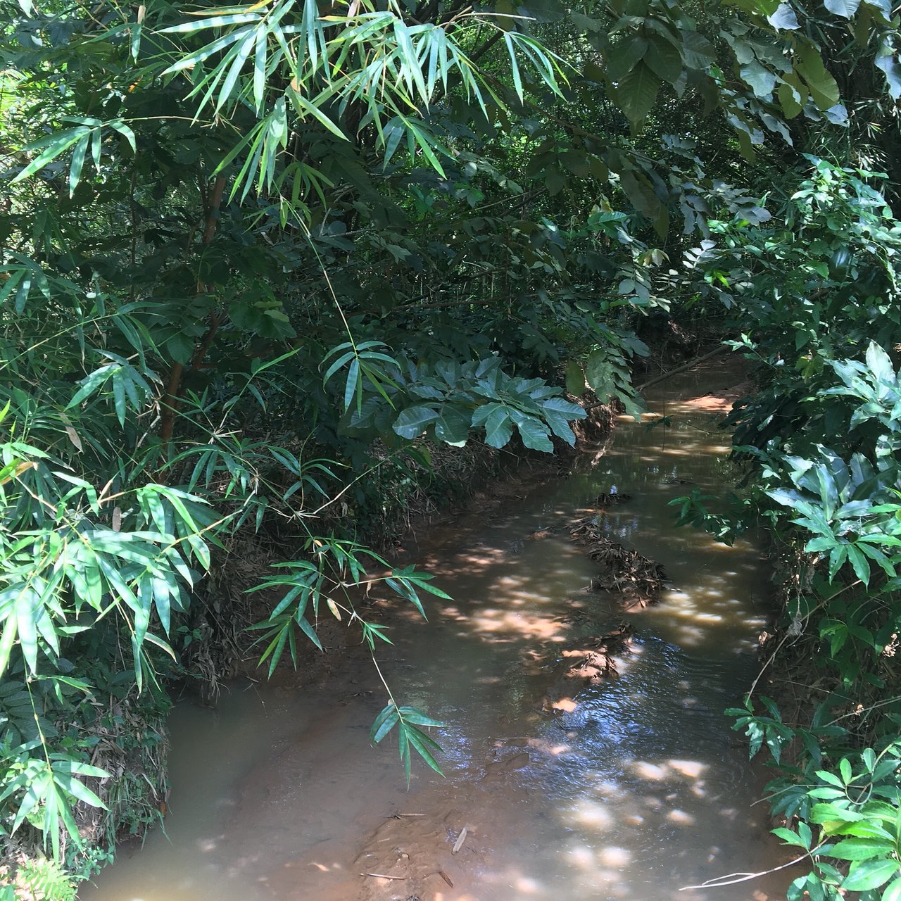 jardin botanique de kisantu