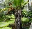 Jardin Botanique Nancy Frais File Typhonodorum Lindleyanum Jardin Botanique Jean Marie