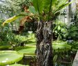 Jardin Botanique Nancy Frais File Typhonodorum Lindleyanum Jardin Botanique Jean Marie