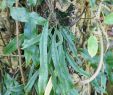 Jardin Botanique Nancy Inspirant File Microgramma Mauritiana Jardin Botanique Jean Marie Pelt