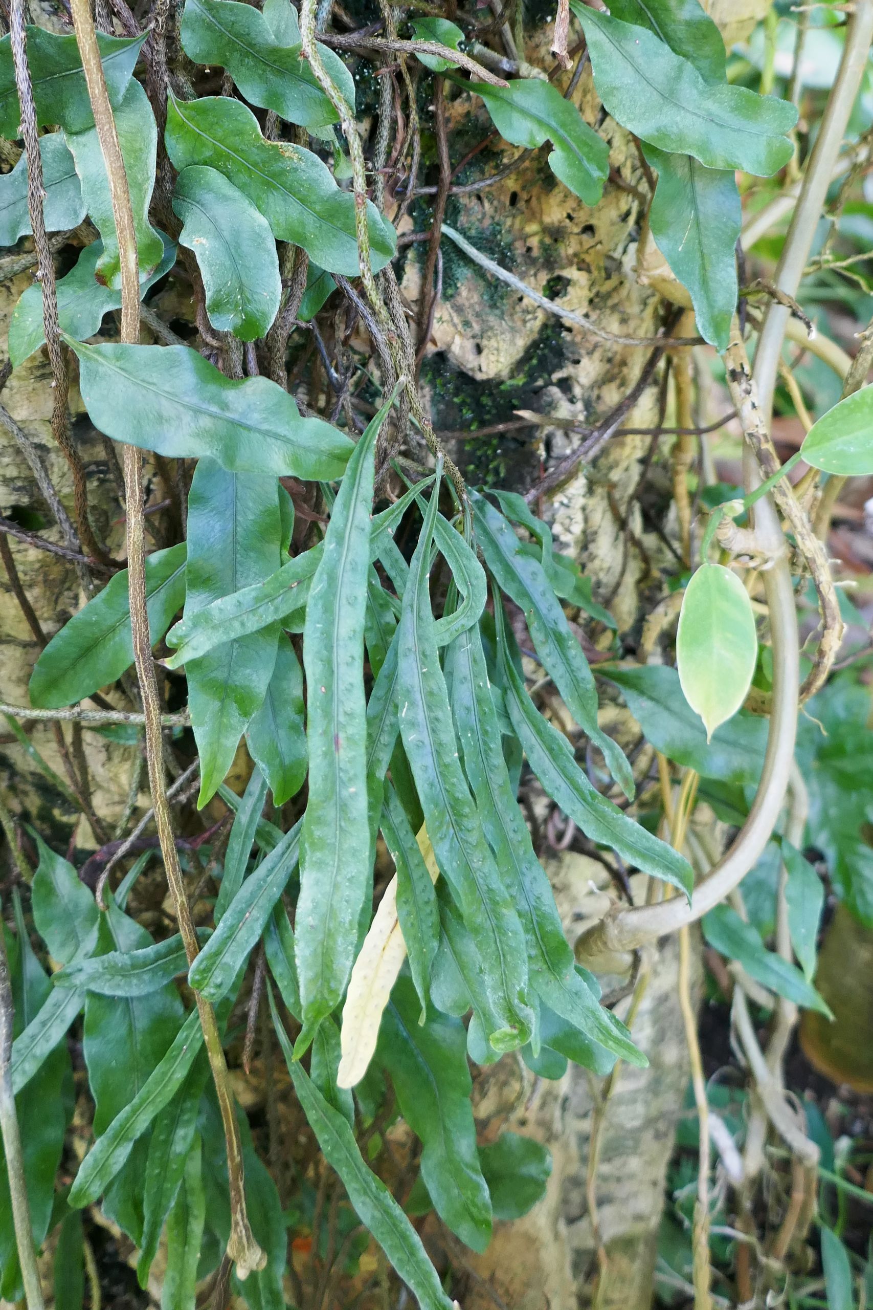 Microgramma mauritiana Jardin botanique Jean Marie Pelt