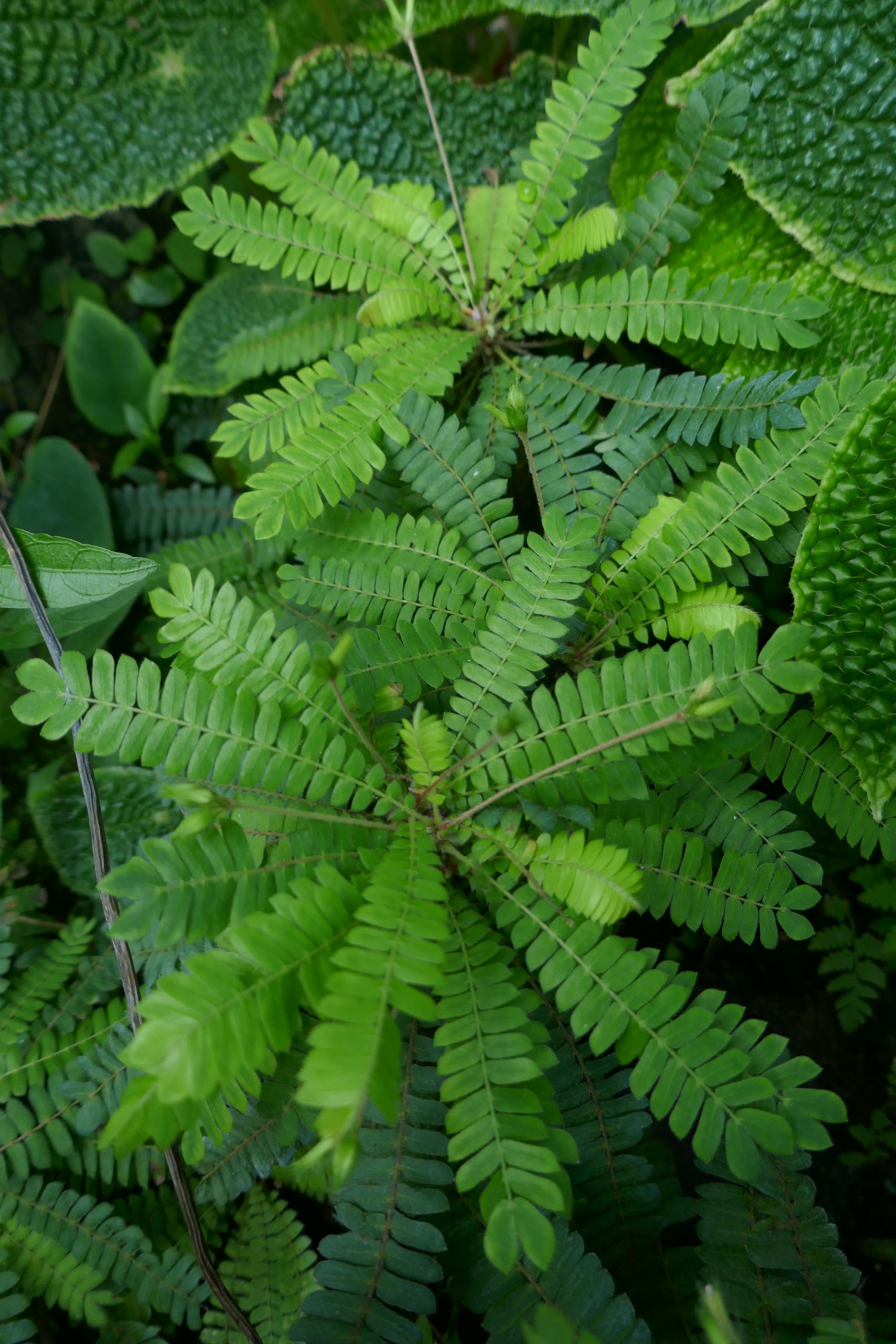 Jardin Botanique Nancy Luxe File Biophytum Sensitivum Jardin Botanique Jean Marie Pelt