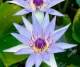 Jardin Botanique Nancy Nouveau Blue Pygmy Water Lily Nymphaea Colorata Jardin Botanique