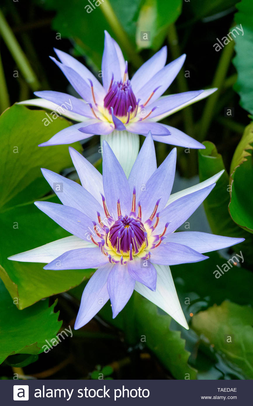 blue pygmy water lily nymphaea colorata jardin botanique jean marie pelt nancy lorraine france TAEDAE
