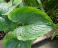 Jardin Botanique Nancy Unique File Cyanastrum Cordifolium Jardin Botanique Jean Marie Pelt