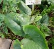 Jardin Botanique Nancy Unique File Cyanastrum Cordifolium Jardin Botanique Jean Marie Pelt