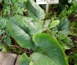 Jardin Botanique Nancy Unique File Cyanastrum Cordifolium Jardin Botanique Jean Marie Pelt