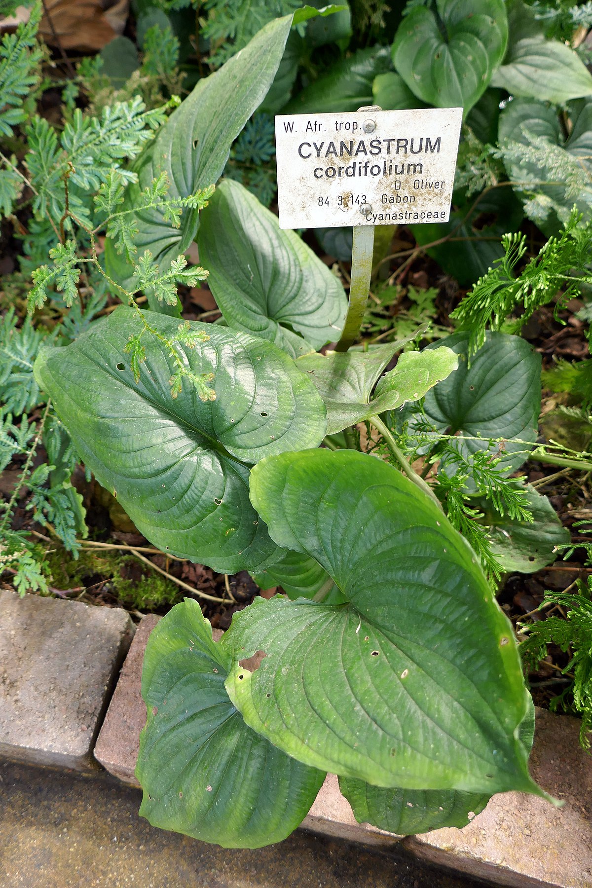 1200px Cyanastrum cordifolium Jardin botanique Jean Marie Pelt 1