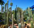 Jardin Botanique Nancy Unique the Many Cacti Found In the Jardin Majorelle Marrakech