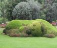 Jardin Botanique Nantes Beau Un Chien Dans Le Jardin Des Plantes De Nantes