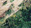 Jardin Botanique Nantes Best Of A Short Synopsis Of the Tribe Alysseae Brassicaceae In